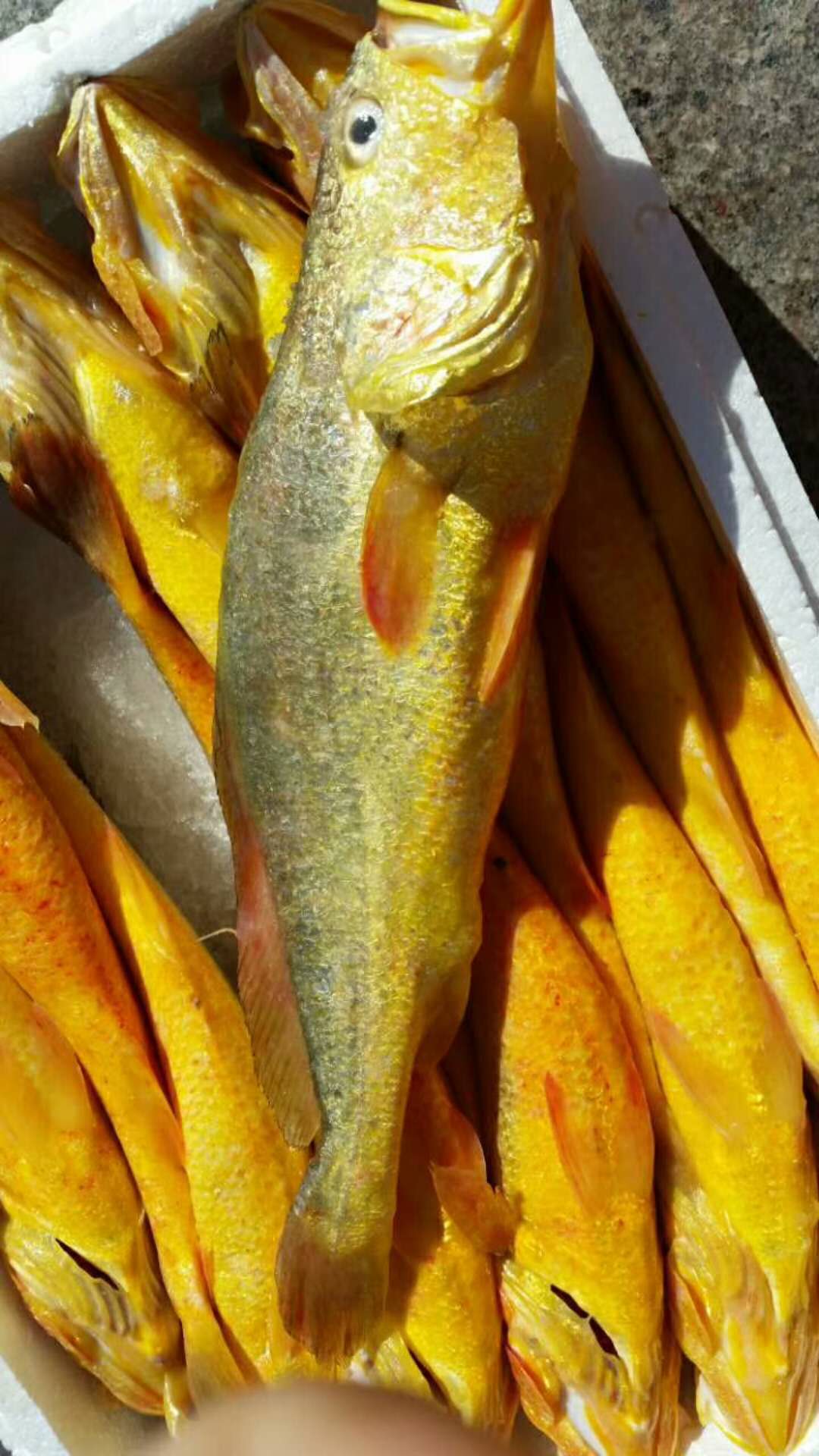 藏渔岛的“土豪金”：野化大黄鱼 味美能感动灵魂